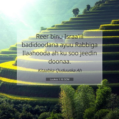 Picture 07 - Luukos 1:16 SOM - Reer binu Israa'iil badidoodana ayuu Rabbiga - Bible Verse Picture