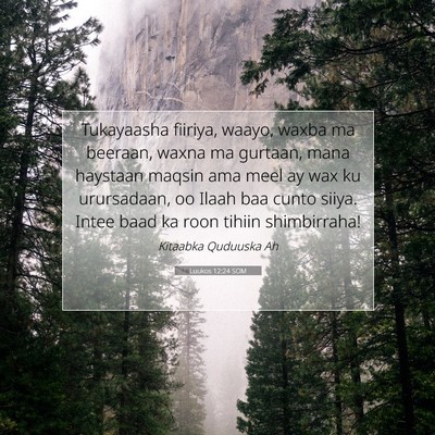 Picture 07 - Luukos 12:24 SOM - Tukayaasha fiiriya, waayo, waxba ma beeraan, - Bible Verse Picture