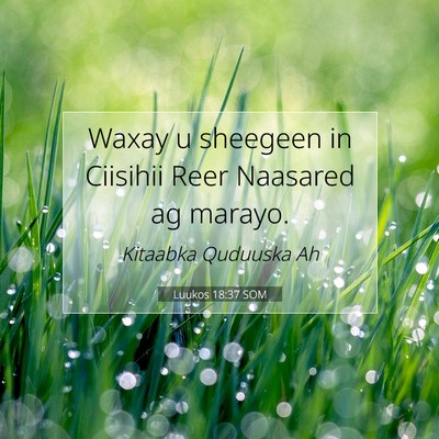 Picture 07 - Luukos 18:37 SOM - Waxay u sheegeen in Ciisihii Reer Naasared ag - Bible Verse Picture
