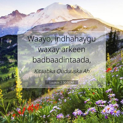Picture 07 - Luukos 2:30 SOM - Waayo, indhahaygu waxay arkeen - Bible Verse Picture