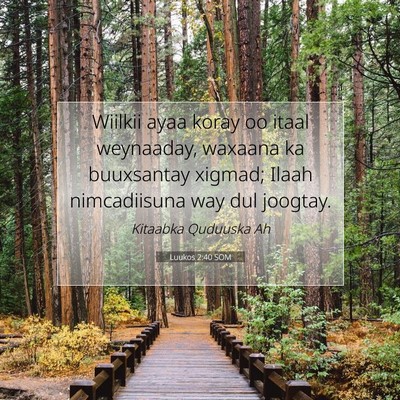 Picture 07 - Luukos 2:40 SOM - Wiilkii ayaa koray oo itaal weynaaday, waxaana ka - Bible Verse Picture