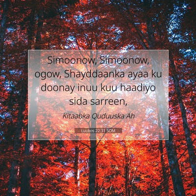 Picture 07 - Luukos 22:31 SOM - Simoonow, Simoonow, ogow, Shayddaanka ayaa ku - Bible Verse Picture