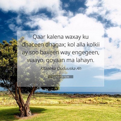 Picture 07 - Luukos 8:6 SOM - Qaar kalena waxay ku dhaceen dhagax; kol alla - Bible Verse Picture