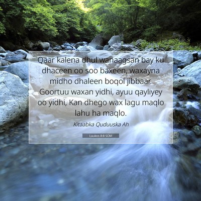 Picture 07 - Luukos 8:8 SOM - Qaar kalena dhul wanaagsan bay ku dhaceen oo soo - Bible Verse Picture