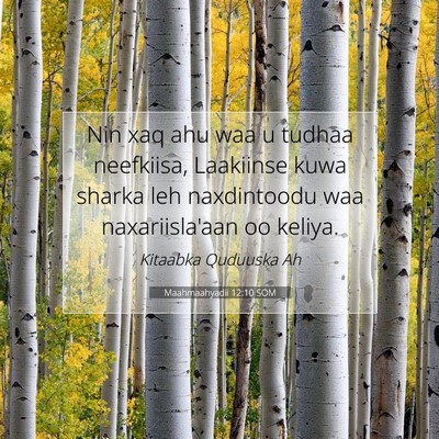 Picture 07 - Maahmaahyadii 12:10 SOM - Nin xaq ahu waa u tudhaa neefkiisa, Laakiinse - Bible Verse Picture