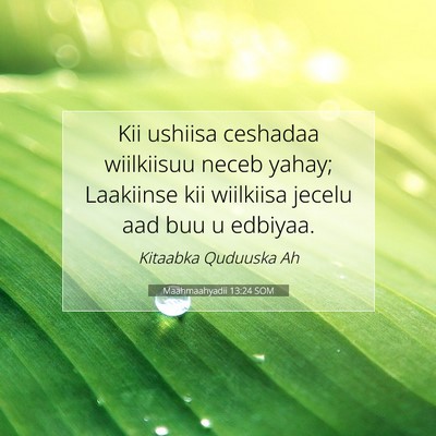 Picture 07 - Maahmaahyadii 13:24 SOM - Kii ushiisa ceshadaa wiilkiisuu neceb yahay; - Bible Verse Picture