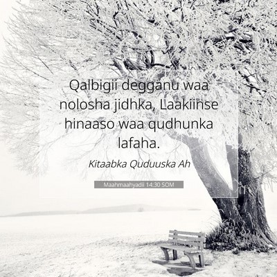 Picture 07 - Maahmaahyadii 14:30 SOM - Qalbigii degganu waa nolosha jidhka, Laakiinse - Bible Verse Picture