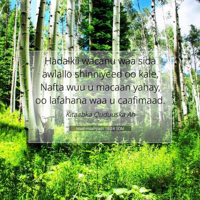 Picture 07 - Maahmaahyadii 16:24 SOM - Hadalkii wacanu waa sida awlallo shinniyeed oo - Bible Verse Picture
