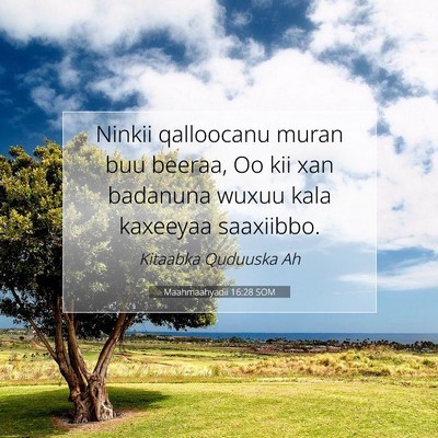 Picture 07 - Maahmaahyadii 16:28 SOM - Ninkii qalloocanu muran buu beeraa, Oo kii xan - Bible Verse Picture