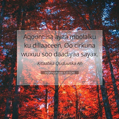 Picture 07 - Maahmaahyadii 3:20 SOM - Aqoontiisa ayaa moolalku ku dillaaceen, Oo - Bible Verse Picture