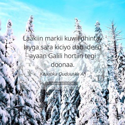 Picture 07 - Markos 14:28 SOM - Laakiin markii kuwii dhintay layga sara kiciyo - Bible Verse Picture