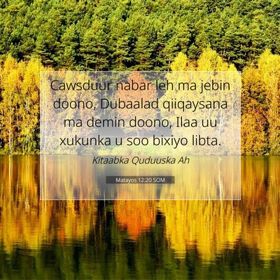 Picture 07 - Matayos 12:20 SOM - Cawsduur nabar leh ma jebin doono, Dubaalad - Bible Verse Picture