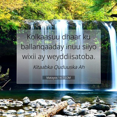 Picture 07 - Matayos 14:7 SOM - Kolkaasuu dhaar ku ballanqaaday inuu siiyo wixii - Bible Verse Picture