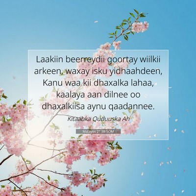 Picture 07 - Matayos 21:38 SOM - Laakiin beerreydii goortay wiilkii arkeen, waxay - Bible Verse Picture