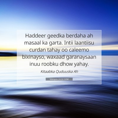 Picture 07 - Matayos 24:32 SOM - Haddeer geedka berdaha ah masaal ka garta. Intii - Bible Verse Picture