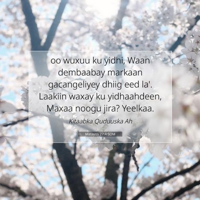Picture 07 - Matayos 27:4 SOM - oo wuxuu ku yidhi, Waan dembaabay markaan - Bible Verse Picture