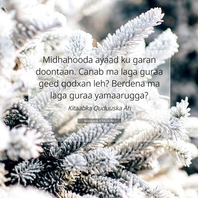 Picture 07 - Matayos 7:16 SOM - Midhahooda ayaad ku garan doontaan. Canab ma laga - Bible Verse Picture