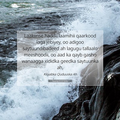 Picture 07 - Rooma 11:17 SOM - Laakiinse haddii laamihii qaarkood laga jebiyey, - Bible Verse Picture