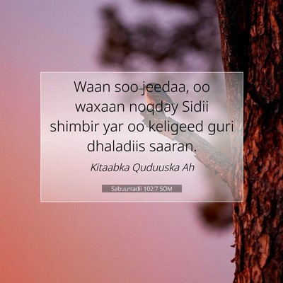Picture 07 - Sabuurradii 102:7 SOM - Waan soo jeedaa, oo waxaan noqday Sidii shimbir - Bible Verse Picture