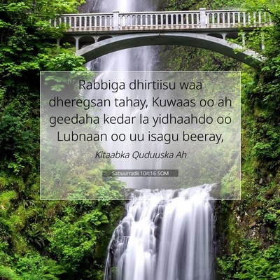 Picture 07 - Sabuurradii 104:16 SOM - Rabbiga dhirtiisu waa dheregsan tahay, Kuwaas oo - Bible Verse Picture