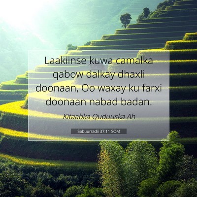 Picture 07 - Sabuurradii 37:11 SOM - Laakiinse kuwa camalka qabow dalkay dhaxli - Bible Verse Picture