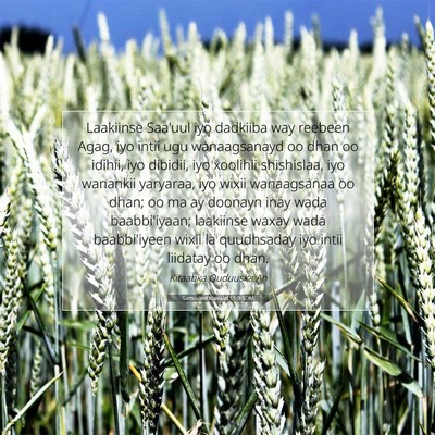 Picture 07 - Samuu'eel Kowaad 15:9 SOM - Laakiinse Saa'uul iyo dadkiiba way reebeen Agag, - Bible Verse Picture