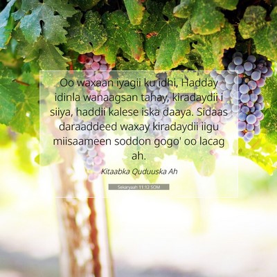 Picture 07 - Sekaryaah 11:12 SOM - Oo waxaan iyagii ku idhi, Hadday idinla wanaagsan - Bible Verse Picture