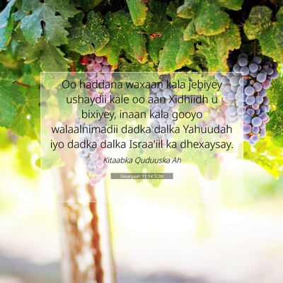Picture 07 - Sekaryaah 11:14 SOM - Oo haddana waxaan kala jebiyey ushaydii kale oo - Bible Verse Picture