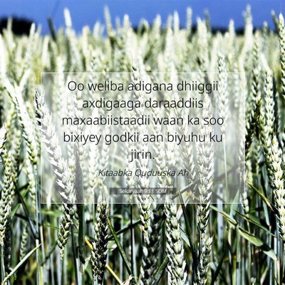 Picture 07 - Sekaryaah 9:11 SOM - Oo weliba adigana dhiiggii axdigaaga daraaddiis - Bible Verse Picture