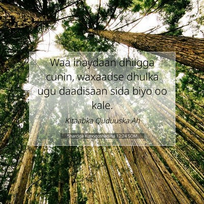 Picture 07 - Sharciga Kunoqoshadiisa 12:24 SOM - Waa inaydaan dhiigga cunin, waxaadse dhulka ugu - Bible Verse Picture