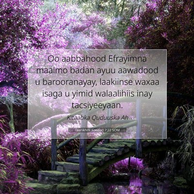 Picture 07 - Taariikhdii Kowaad 7:22 SOM - Oo aabbahood Efrayimna maalmo badan ayuu aawadood - Bible Verse Picture