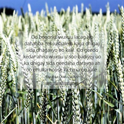 Picture 07 - Taariikhdii Labaad 1:15 SOM - Oo boqorku wuxuu lacag iyo dahabba Yeruusaalem - Bible Verse Picture