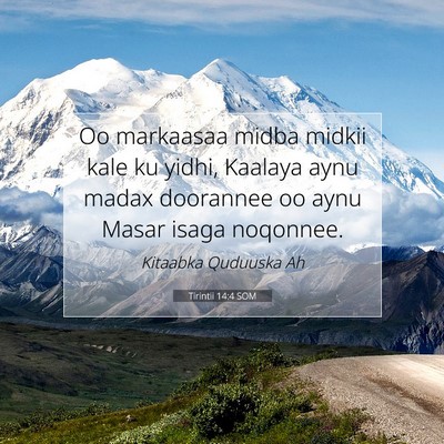 Picture 07 - Tirintii 14:4 SOM - Oo markaasaa midba midkii kale ku yidhi, Kaalaya - Bible Verse Picture
