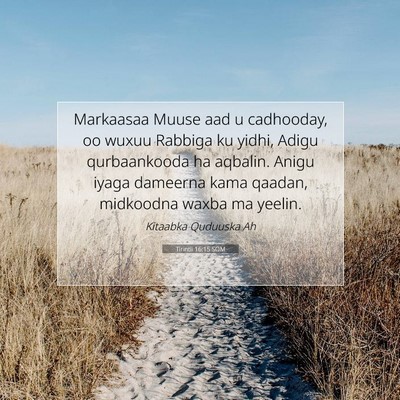 Picture 07 - Tirintii 16:15 SOM - Markaasaa Muuse aad u cadhooday, oo wuxuu Rabbiga - Bible Verse Picture