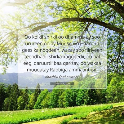 Picture 07 - Tirintii 16:42 SOM - Oo kolkii shirkii oo dhammu ay soo urureen oo ay - Bible Verse Picture