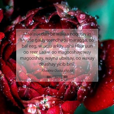 Picture 07 - Tirintii 17:8 SOM - Maalintii dambe waxaa noqotay in Muuse galay - Bible Verse Picture