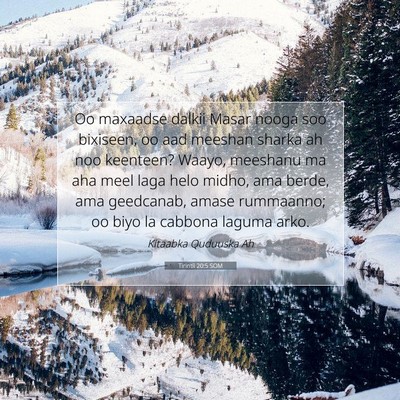 Picture 07 - Tirintii 20:5 SOM - Oo maxaadse dalkii Masar nooga soo bixiseen, oo - Bible Verse Picture