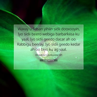 Picture 07 - Tirintii 24:6 SOM - Waxay u fidsan yihiin sidii dooxooyin, Iyo sidii - Bible Verse Picture