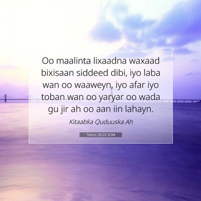 Picture 07 - Tirintii 29:29 SOM - Oo maalinta lixaadna waxaad bixisaan siddeed - Bible Verse Picture