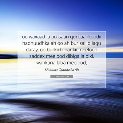 Picture 07 - Tirintii 29:3 SOM - oo waxaad la bixisaan qurbaankoodii hadhuudhka ah - Bible Verse Picture