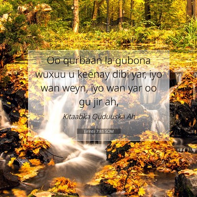 Picture 07 - Tirintii 7:81 SOM - Oo qurbaan la gubona wuxuu u keenay dibi yar, iyo - Bible Verse Picture