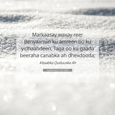 Picture 07 - Xaakinnada 21:20 SOM - Markaasay waxay reer Benyaamiin ku amreen oo ku - Bible Verse Picture