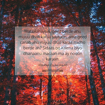 Picture 07 - Yacquub 3:12 SOM - Walaalahayow, geed berde ahu miyuu dhali karaa - Bible Verse Picture