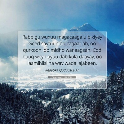 Picture 07 - Yeremyaah 11:16 SOM - Rabbigu wuxuu magacaaga u bixiyey Geed saytuun oo - Bible Verse Picture