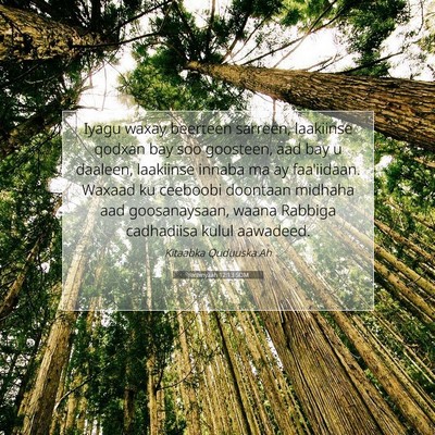 Picture 07 - Yeremyaah 12:13 SOM - Iyagu waxay beerteen sarreen, laakiinse qodxan - Bible Verse Picture
