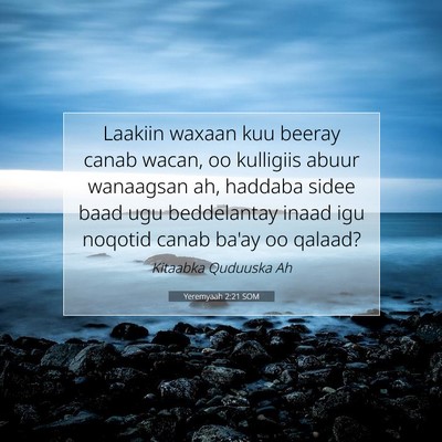 Picture 07 - Yeremyaah 2:21 SOM - Laakiin waxaan kuu beeray canab wacan, oo - Bible Verse Picture