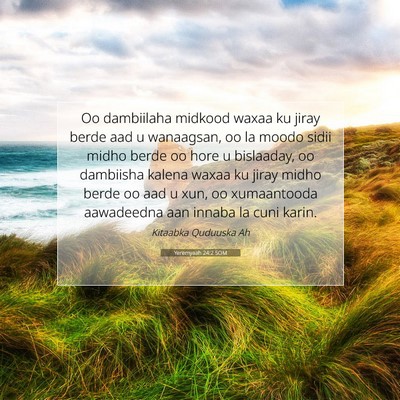 Picture 07 - Yeremyaah 24:2 SOM - Oo dambiilaha midkood waxaa ku jiray berde aad u - Bible Verse Picture
