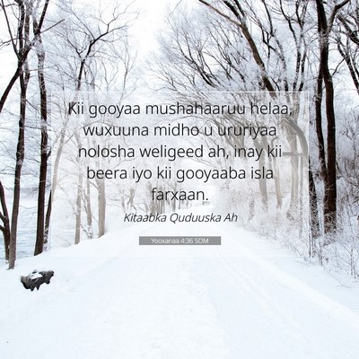 Picture 07 - Yooxanaa 4:36 SOM - Kii gooyaa mushahaaruu helaa, wuxuuna midho u - Bible Verse Picture