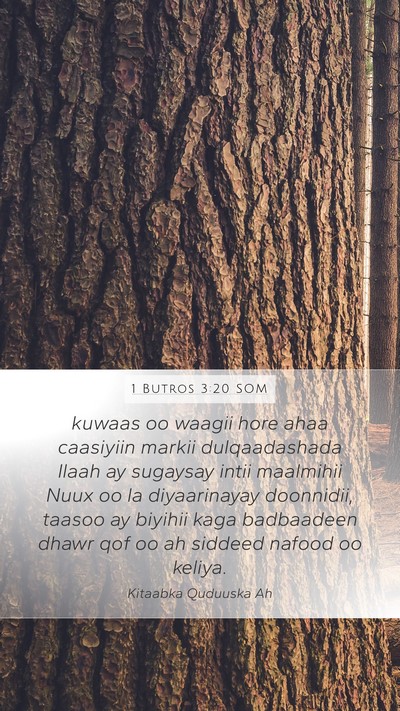 1 Butros 3:20 SOM Bible Verse Image