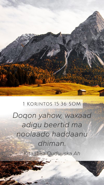 1 Korintos 15:36 SOM Bible Verse Image